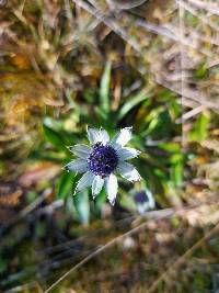 Eryngium humile image