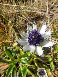 Eryngium humile image