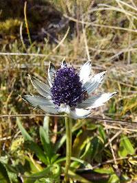 Eryngium humile image