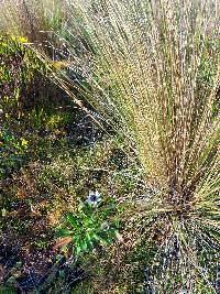 Eryngium humile image