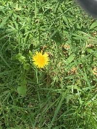 Taraxacum officinale image