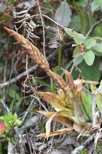 Tillandsia walteri image