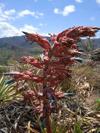 Puya parviflora image