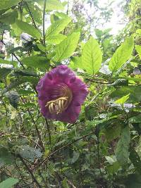 Cobaea scandens image