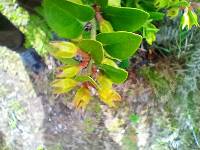 Macleania salapa image