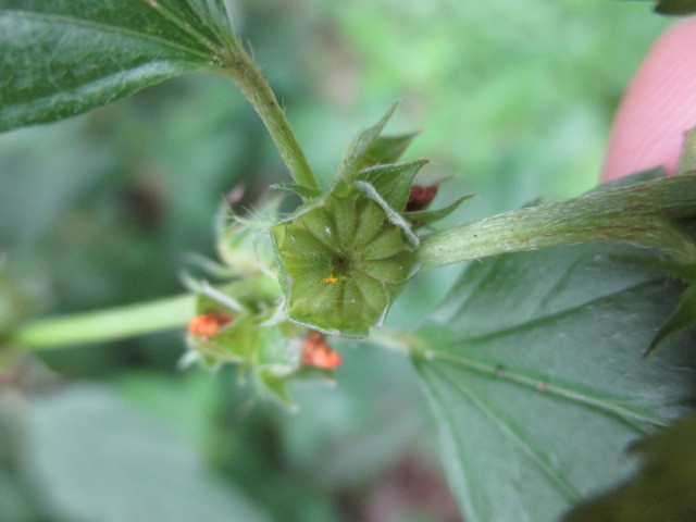 Malvastrum coromandelianum image