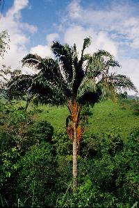 Attalea colenda image