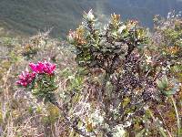 Bejaria resinosa image