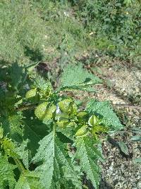 Nicandra physalodes image