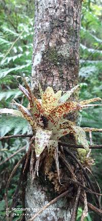 Tillandsia biflora image