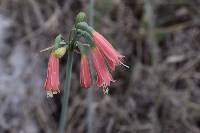 Eucrosia stricklandii image