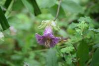 Cobaea scandens image