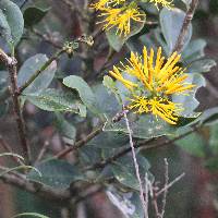 Gaiadendron punctatum image