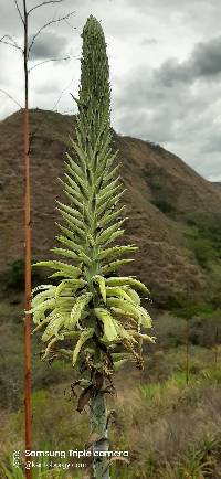 Puya lanata image