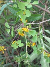 Poiretia punctata image