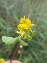 Image of Poiretia punctata