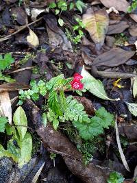 Begonia urticae image