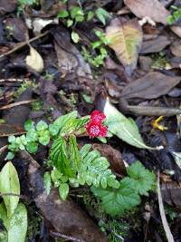 Begonia urticae image