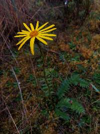 Dorobaea pimpinellifolia image