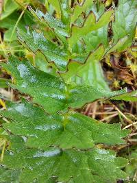 Dorobaea pimpinellifolia image