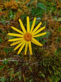 Dorobaea pimpinellifolia image