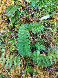 Dorobaea pimpinellifolia image