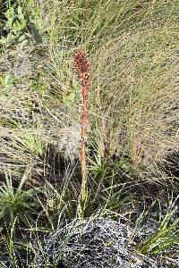 Puya eryngioides image