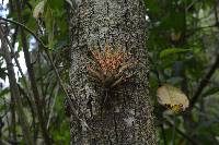 Tillandsia biflora image