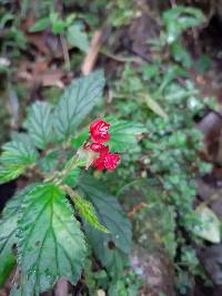 Begonia urticae image