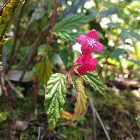 Begonia urticae image