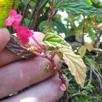 Begonia urticae image