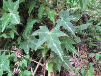 Begonia acerifolia image