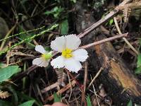 Begonia acerifolia image