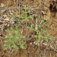 Vasconcellea parviflora image