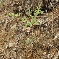 Vasconcellea parviflora image