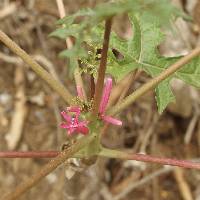 Vasconcellea parviflora image