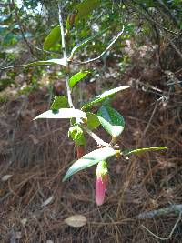 Macleania salapa image