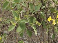 Cordia lutea image