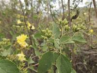 Cordia lutea image