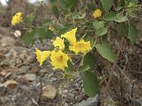 Cordia lutea image