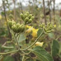 Cordia lutea image