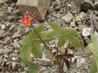 Jatropha nudicaulis image