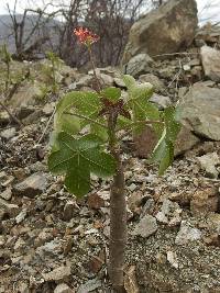 Jatropha nudicaulis image