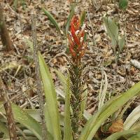 Guzmania monostachia image