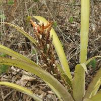 Guzmania monostachia image