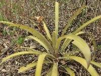 Guzmania monostachia image