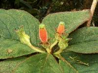 Image of Columnea poortmannii