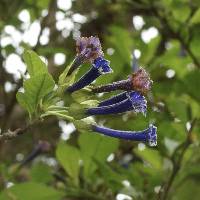 Iochroma cyaneum image