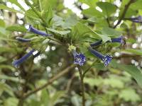 Iochroma cyaneum image