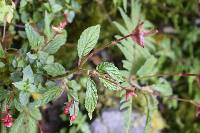 Begonia urticae image